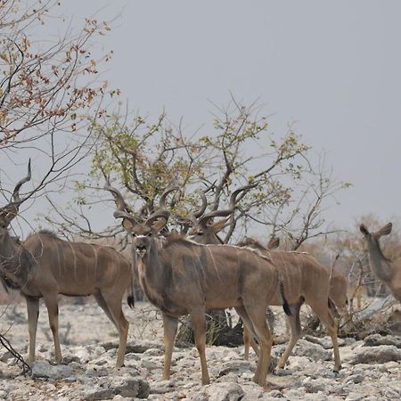 Okutala Etosha Lodge Outjo Ngoại thất bức ảnh