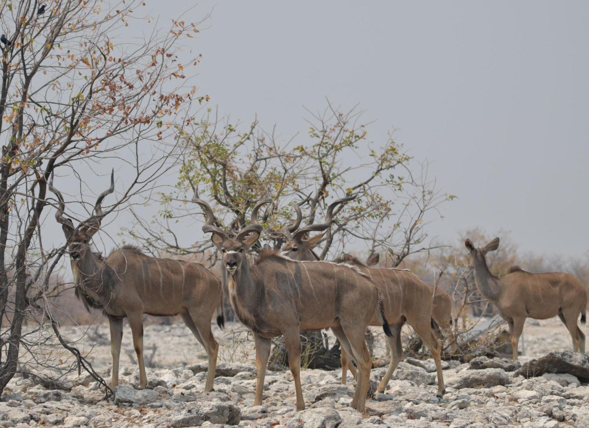 Okutala Etosha Lodge Outjo Ngoại thất bức ảnh