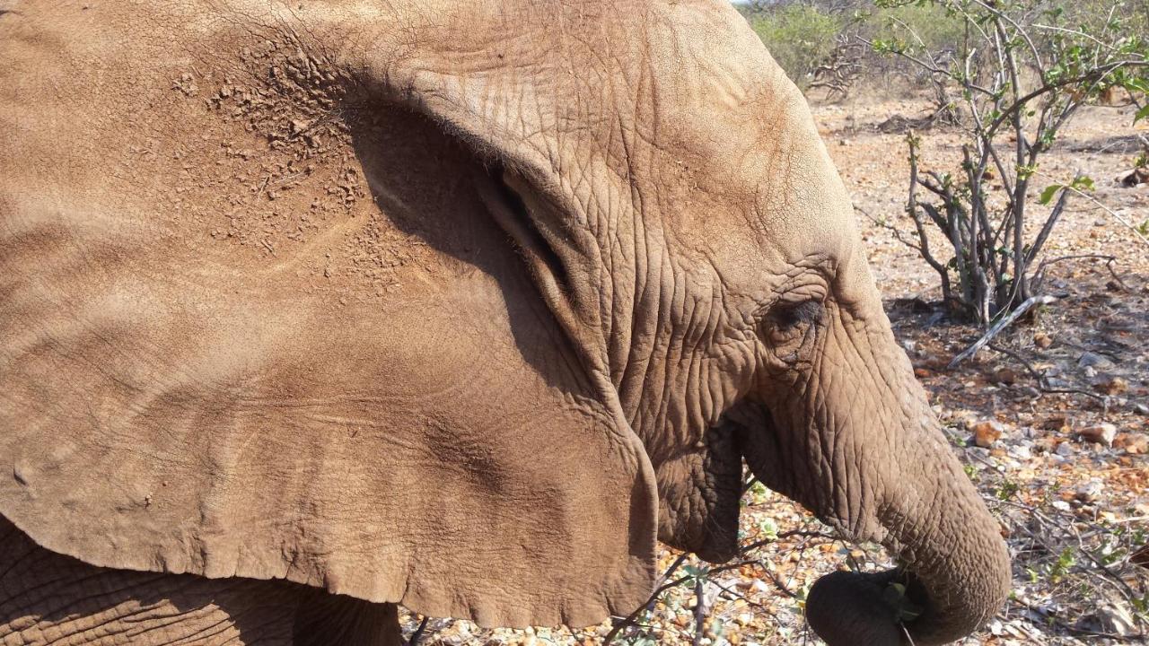 Okutala Etosha Lodge Outjo Ngoại thất bức ảnh